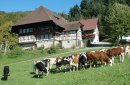 Vogtbenedikthof